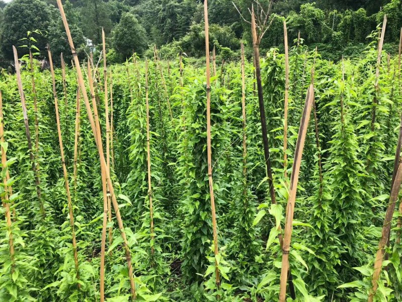 对叶百部种苗免费提供技术后期包回收欢迎大家采购