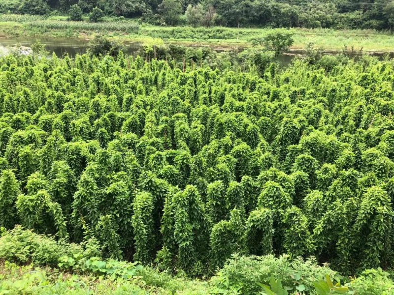 对叶百部种苗免费提供技术后期包回收欢迎大家采购