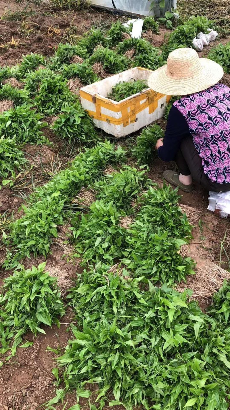 对叶百部种苗免费提供技术后期包回收欢迎大家采购