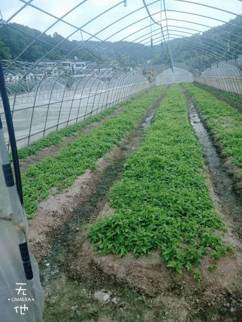 对叶百部种苗免费提供技术后期包回收欢迎大家采购