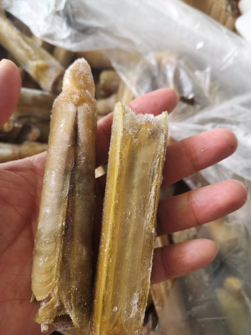 带壳蛏王鲜活速冻蛏王竹蛏子特大蛏子王