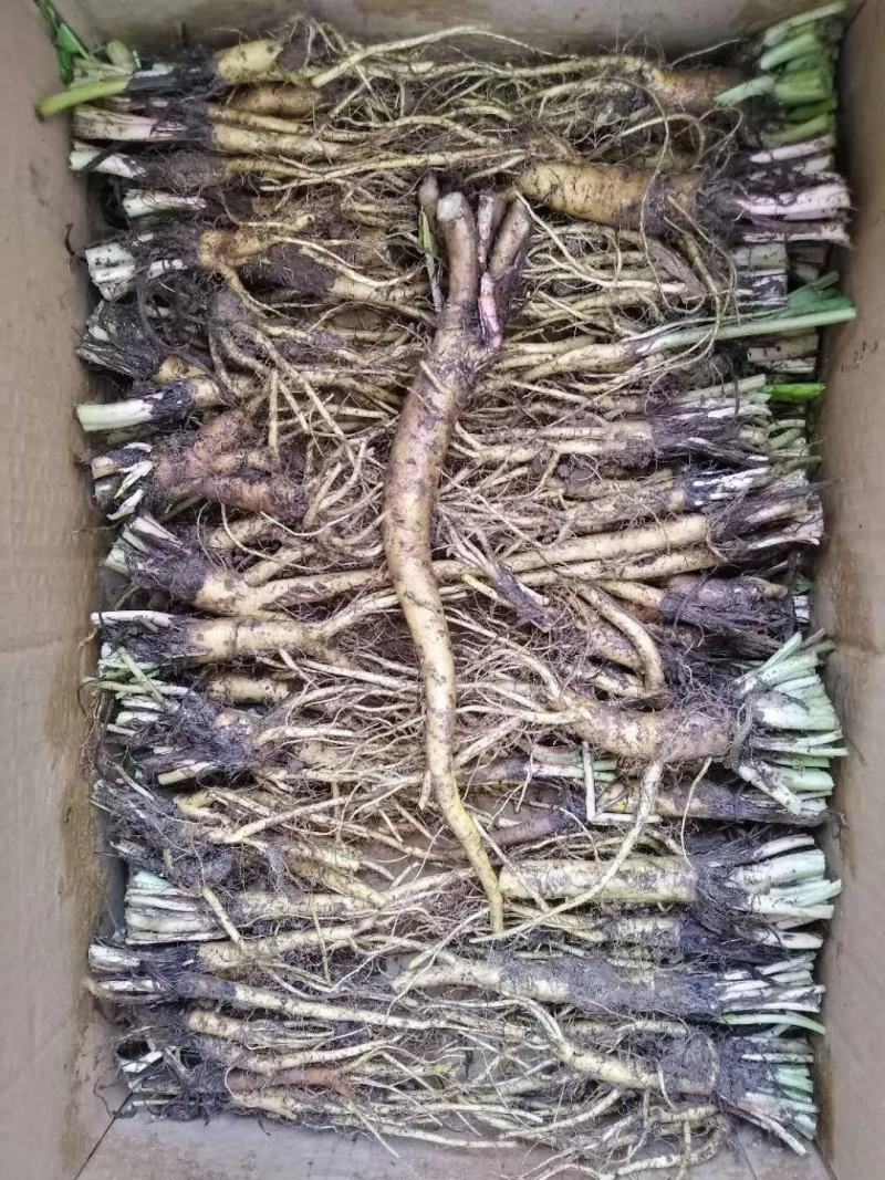 食叶草（蛋白菜）长寿草，苗