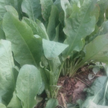 食叶草（蛋白菜）长寿草，苗