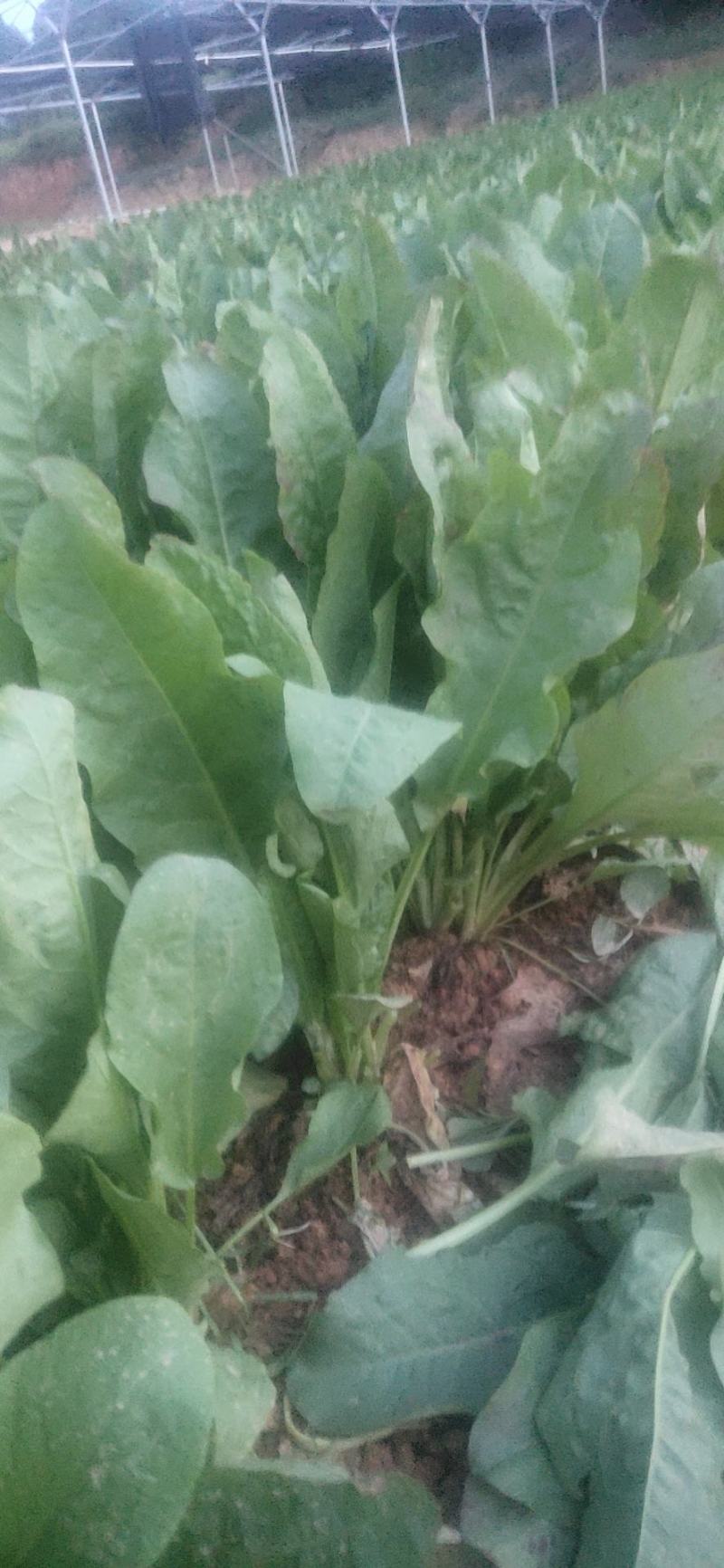 食叶草（蛋白菜）长寿草，苗