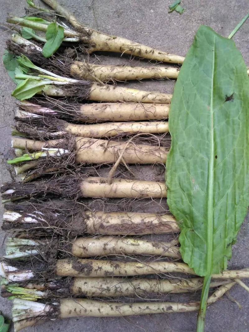 食叶草（蛋白菜）长寿草，苗