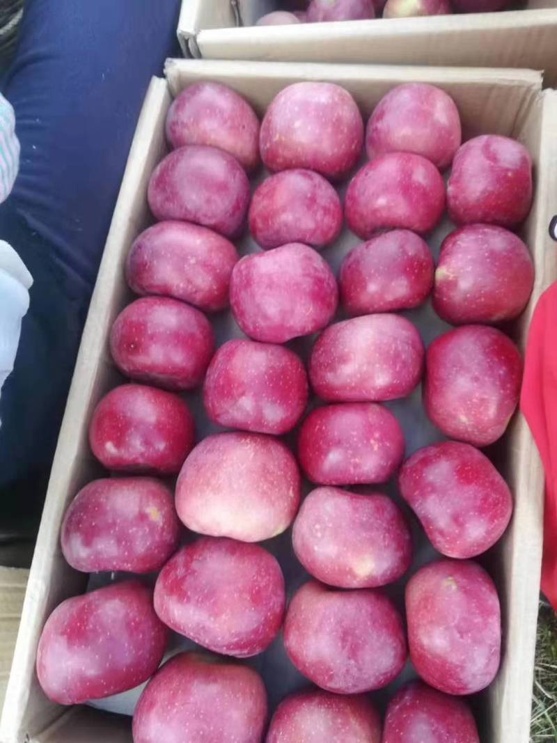 盐源苹果