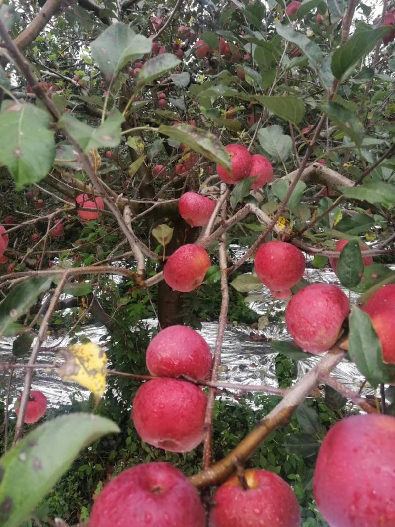盐源苹果