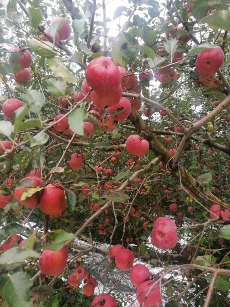 盐源苹果
