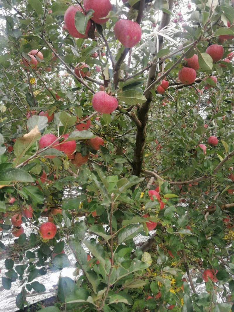 盐源苹果