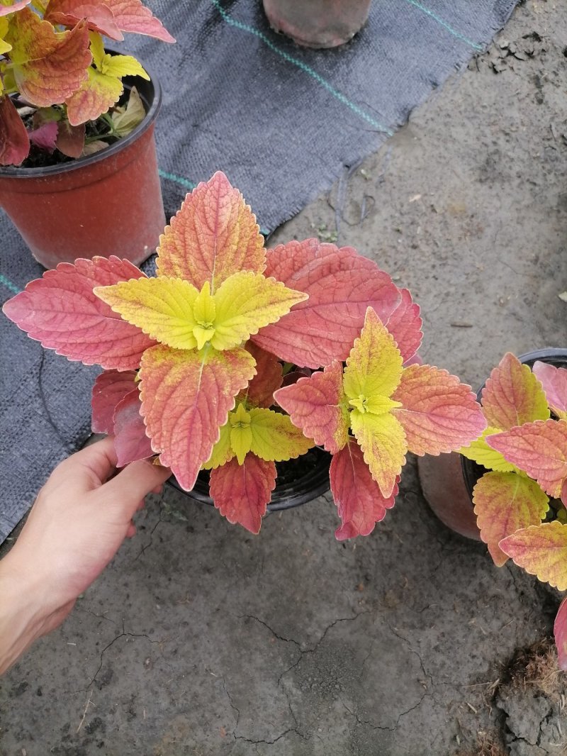彩叶草基地，彩叶草双色杯，批发货源。