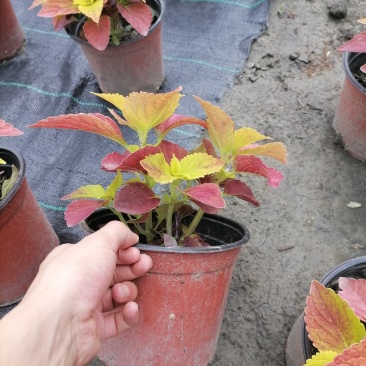 彩叶草基地，彩叶草双色杯，批发货源。