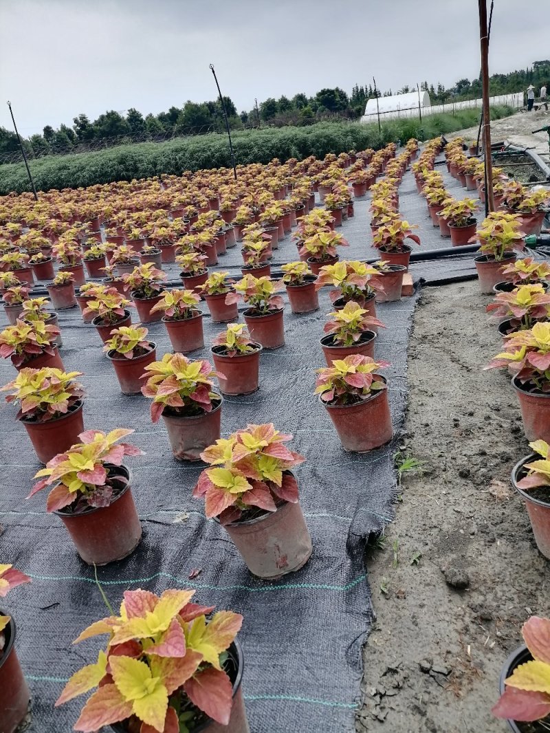 彩叶草基地，彩叶草双色杯，批发货源。