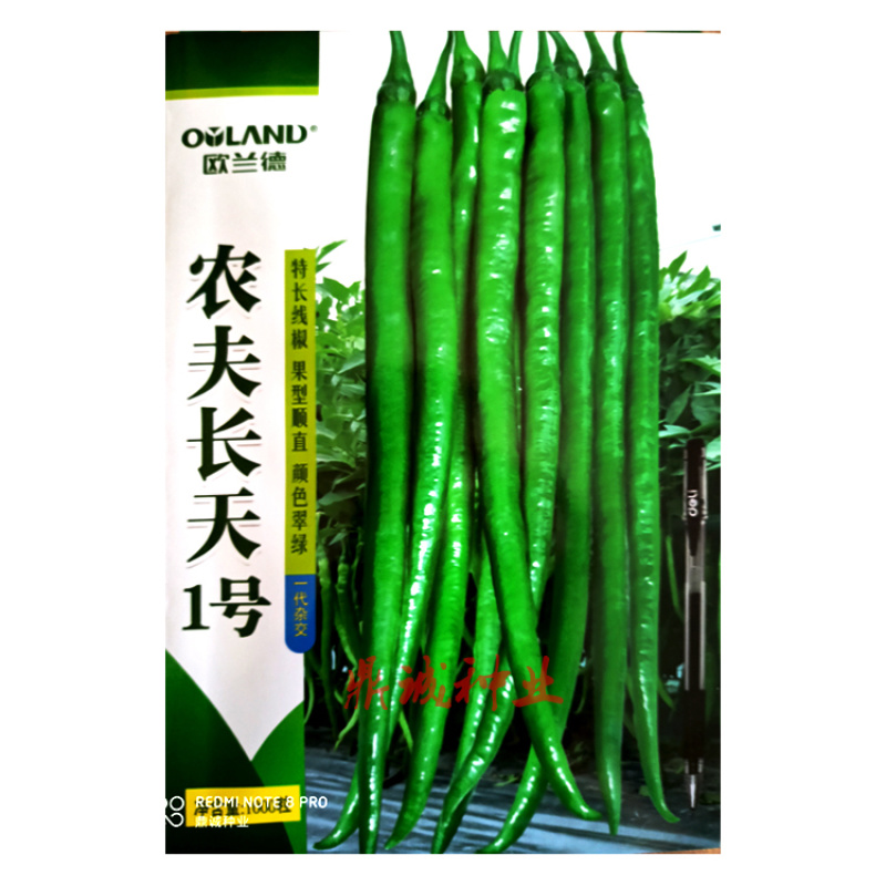 欧兰德农夫长天一号辣椒线椒特长顺直翠绿