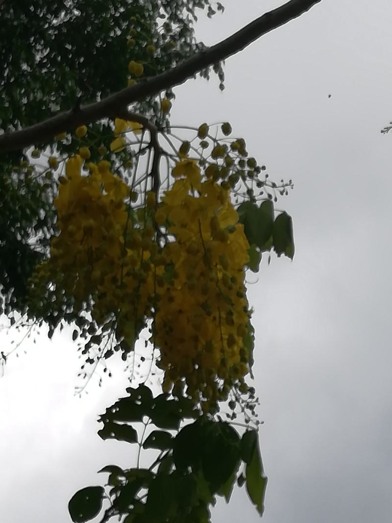 蜂蜜