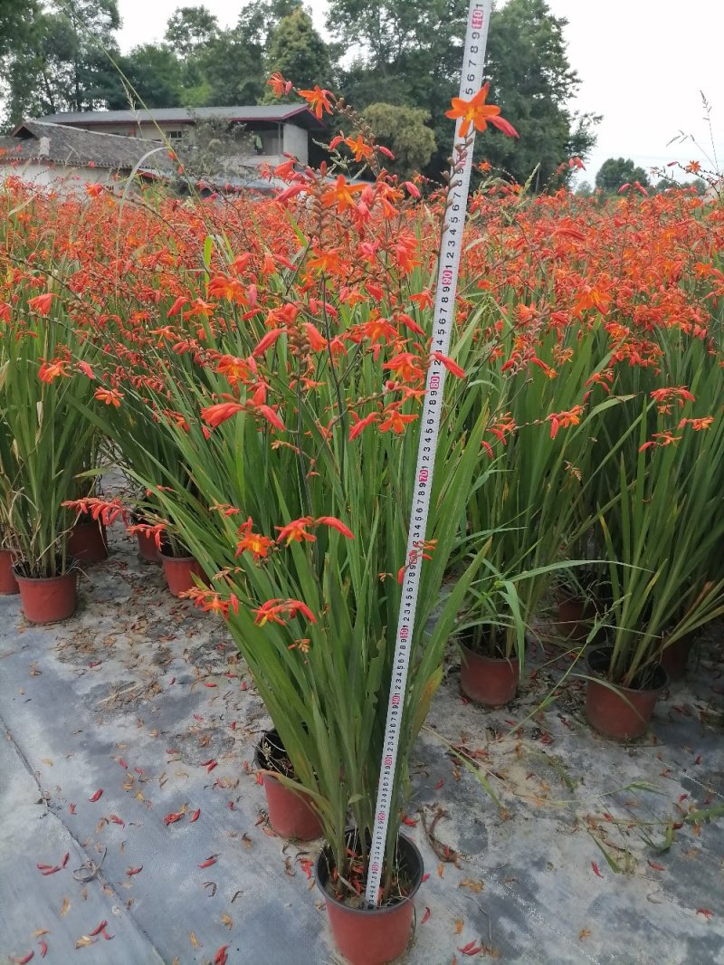 成都雄黄兰苗基地，雄黄兰杯苗，高度80-110