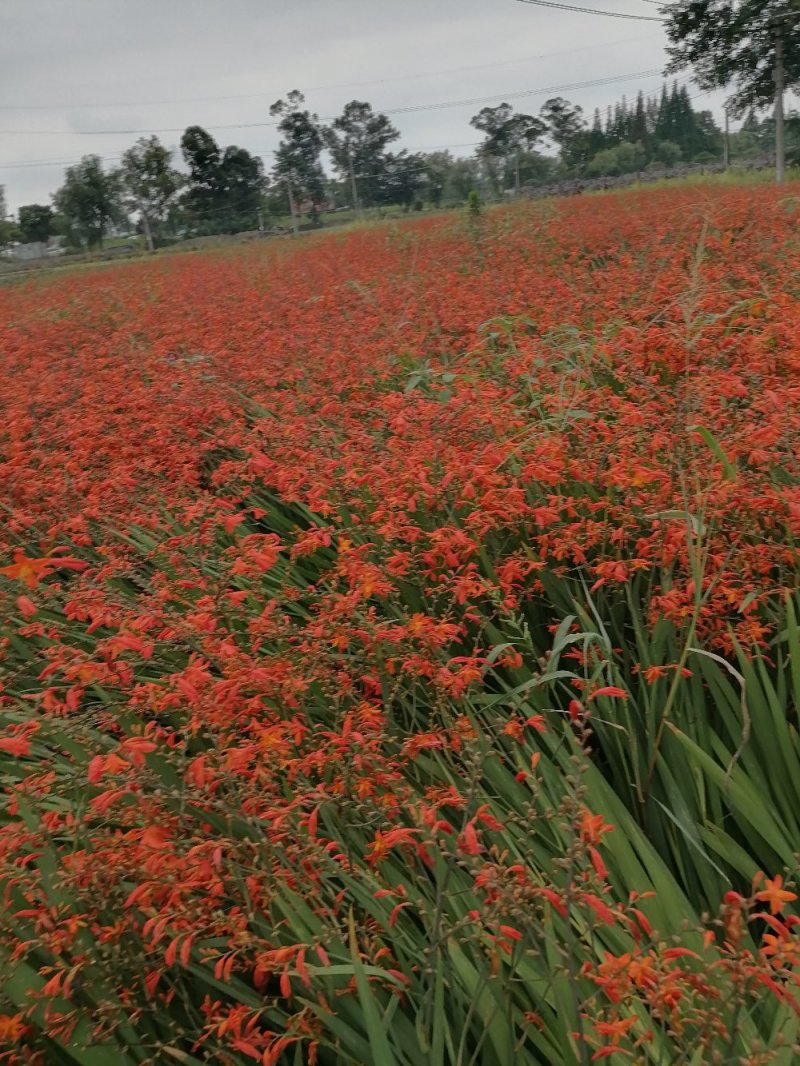 成都雄黄兰苗基地，雄黄兰杯苗，高度80-110