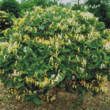 川金银花四季金银花免费提供技术后期包回收