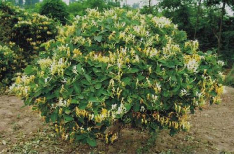 川金银花四季金银花免费提供技术后期包回收