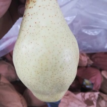 贵妃梨