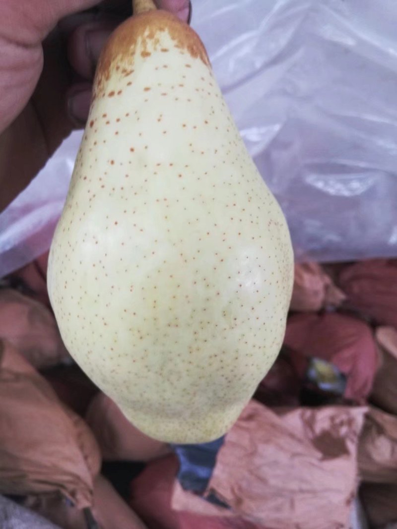 贵妃梨