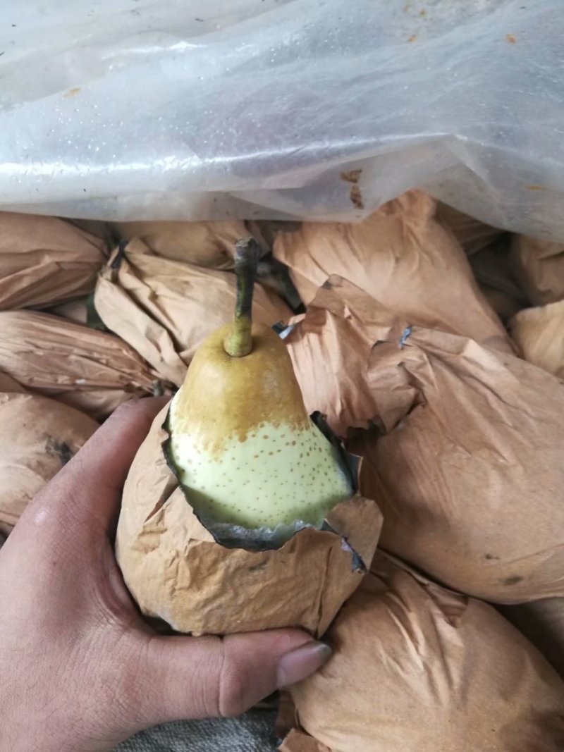 贵妃梨