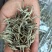 普洱毛尖茶，纯手工加工