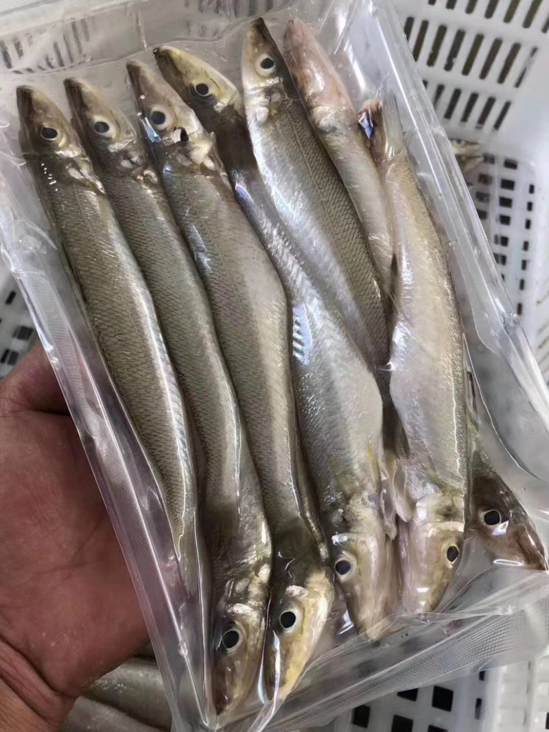 沙尖鱼沙丁鱼金鳞鱼梭子鱼鲜活海鲜水产浅海生鲜