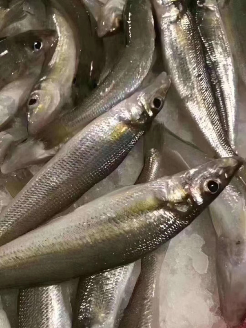 沙尖鱼沙丁鱼金鳞鱼梭子鱼鲜活海鲜水产浅海生鲜