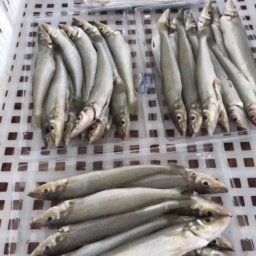 沙尖鱼沙丁鱼金鳞鱼梭子鱼鲜活海鲜水产浅海生鲜