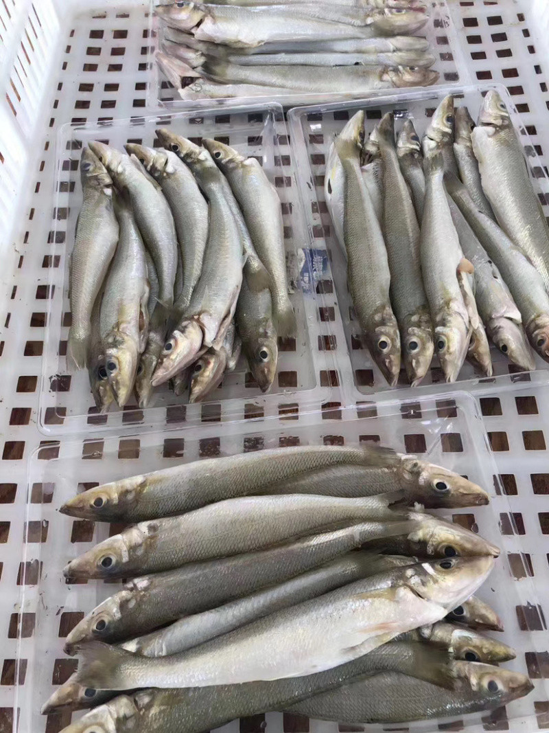 沙尖鱼沙丁鱼金鳞鱼梭子鱼鲜活海鲜水产浅海生鲜