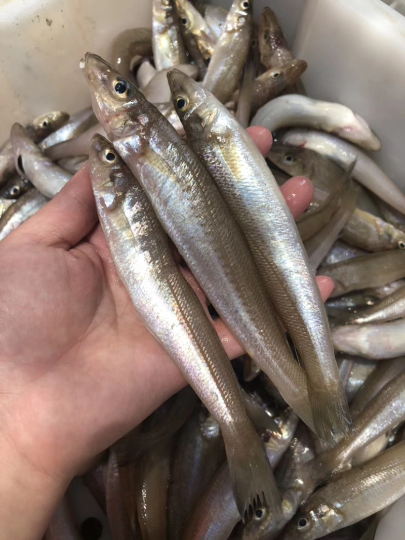 沙尖鱼沙丁鱼金鳞鱼梭子鱼鲜活海鲜水产浅海生鲜