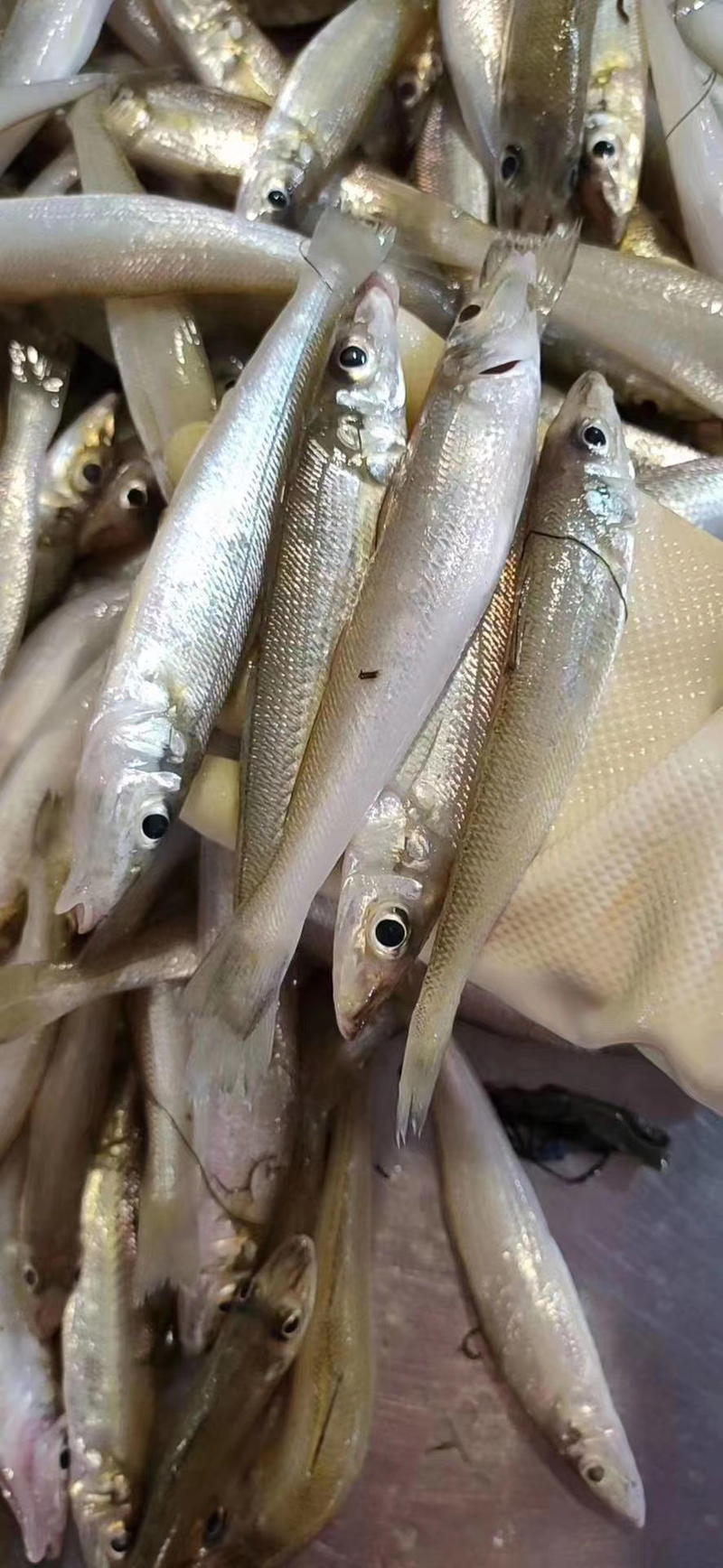 沙尖鱼沙丁鱼金鳞鱼梭子鱼鲜活海鲜水产浅海生鲜