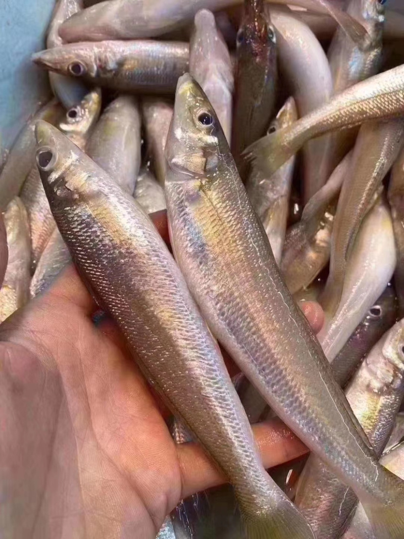 沙尖鱼沙丁鱼金鳞鱼梭子鱼鲜活海鲜水产浅海生鲜