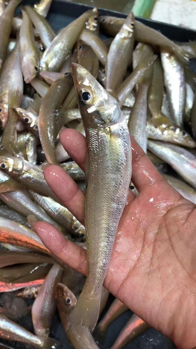 沙尖鱼沙丁鱼金鳞鱼梭子鱼鲜活海鲜水产浅海生鲜