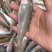 沙尖鱼沙丁鱼金鳞鱼梭子鱼鲜活海鲜水产浅海生鲜