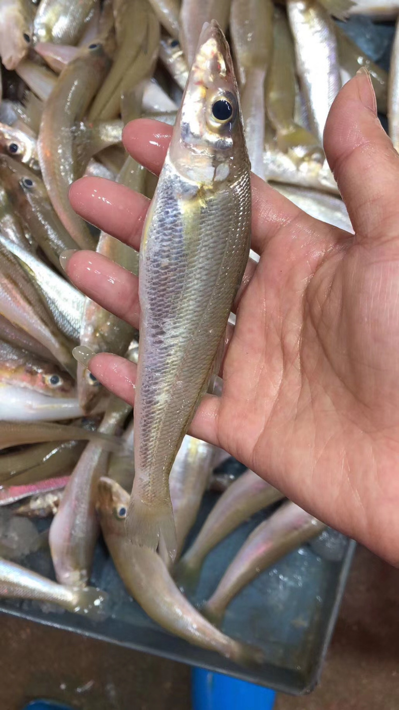 沙尖鱼沙丁鱼金鳞鱼梭子鱼鲜活海鲜水产浅海生鲜
