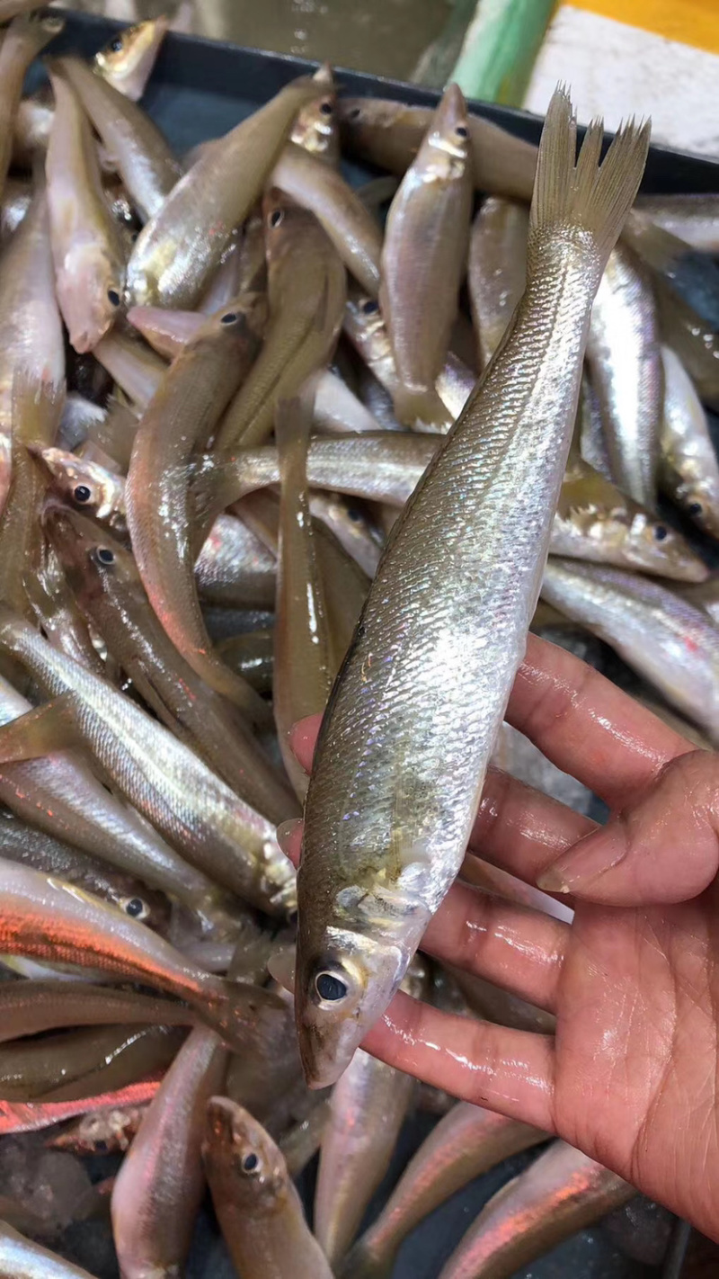 沙尖鱼沙丁鱼金鳞鱼梭子鱼鲜活海鲜水产浅海生鲜