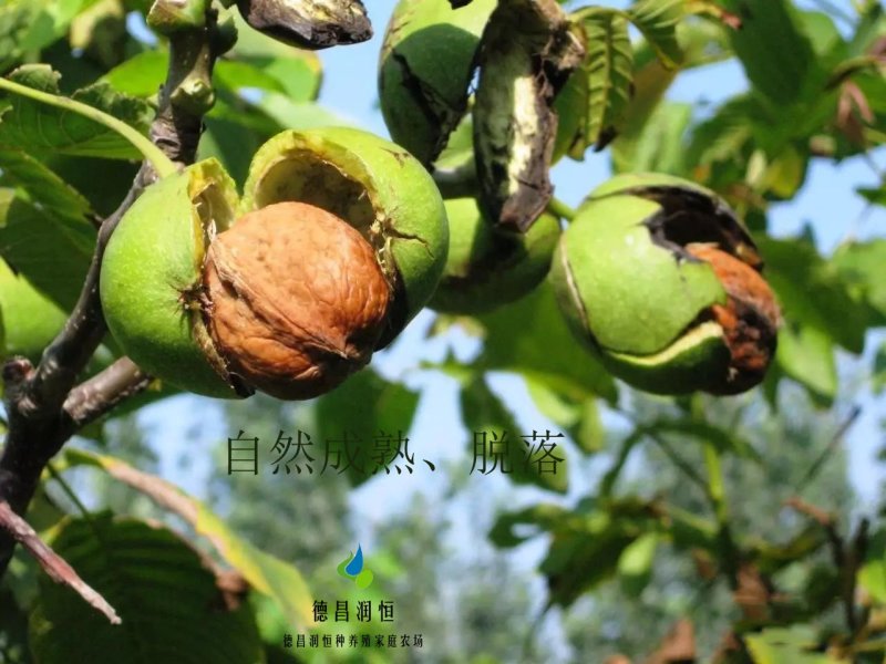 个大皮薄纸皮核桃孕妇核桃纸皮核桃个个精品核桃
