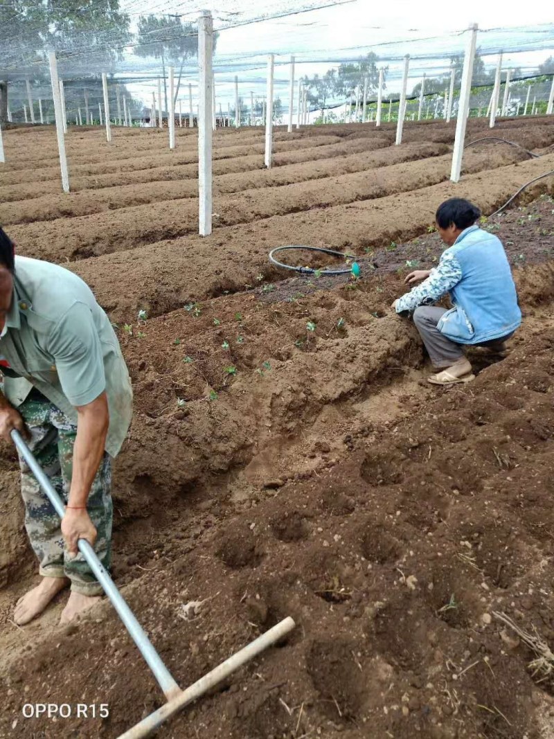 重楼苗，重楼种苗，七叶一枝花种苗批发，包技术，包回收
