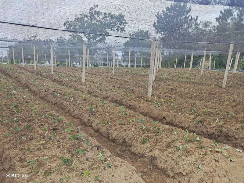 重楼苗，重楼种苗，七叶一枝花种苗批发，包技术，包回收