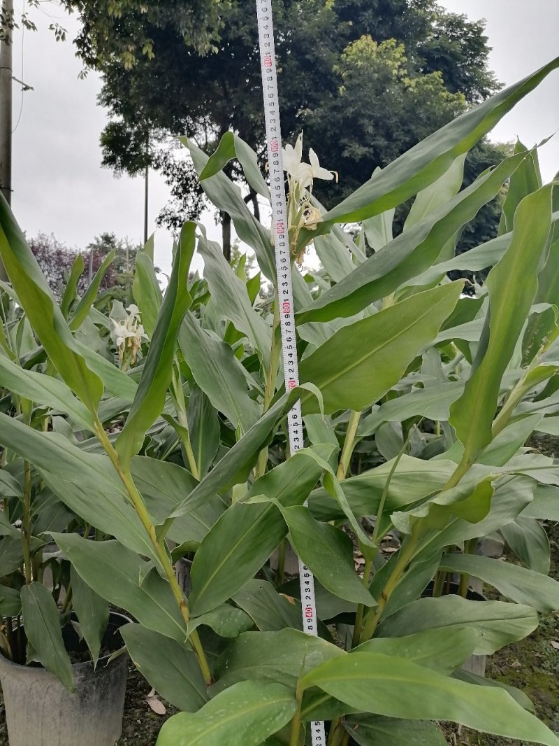 出售姜花，姜花大杯苗，高度90-110，冠幅60-60