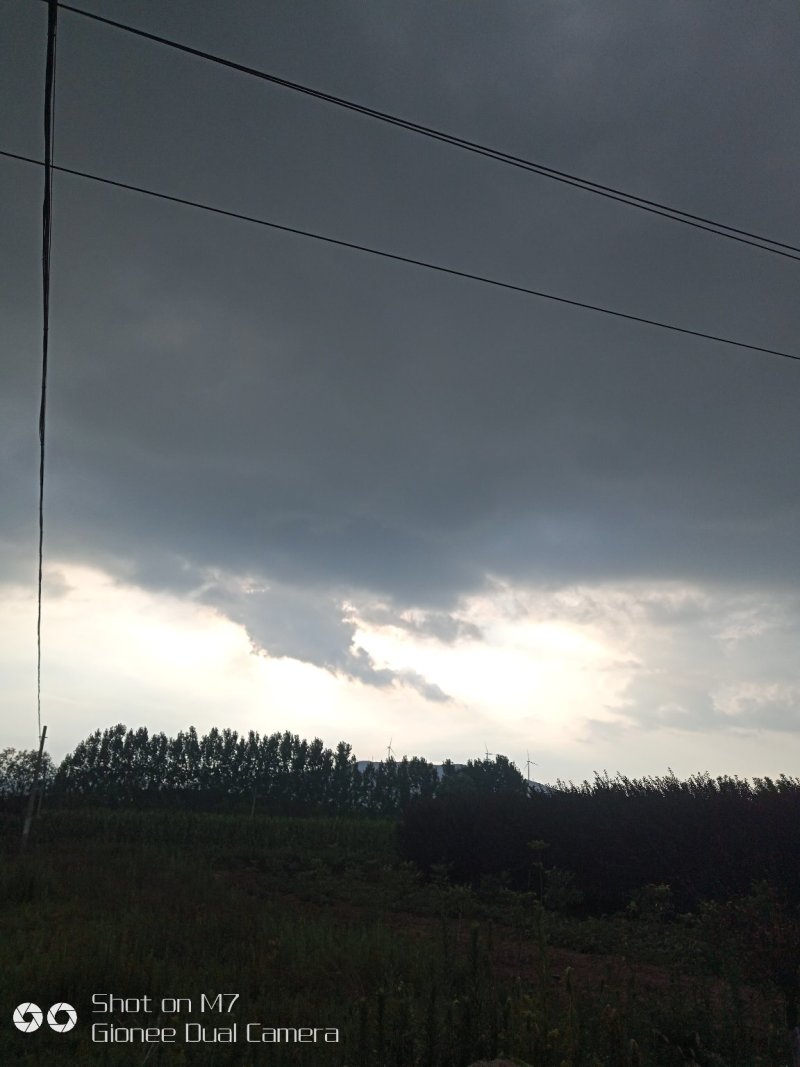 树形优美，树干挺拔，交通便利的大美紫叶李。