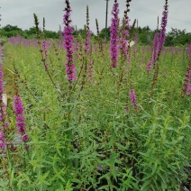 自家苗圃供应千屈菜千屈菜基地直销视频