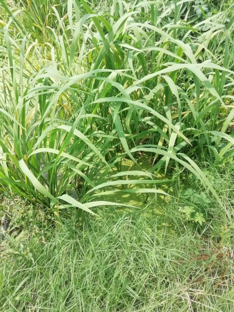 茭白