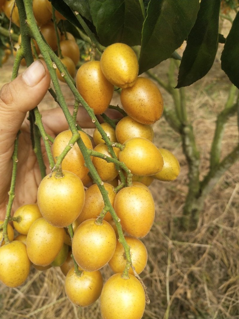 黄皮