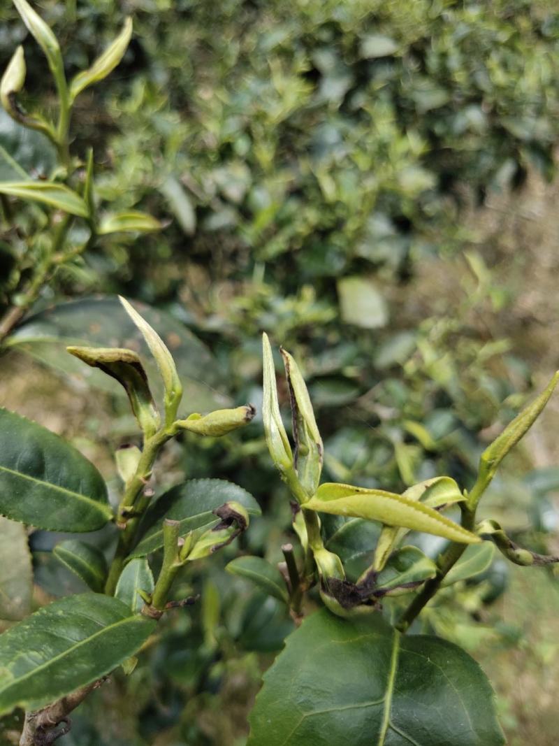 绿茶红茶