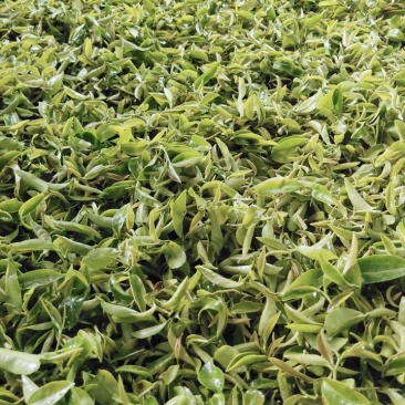 绿茶红茶