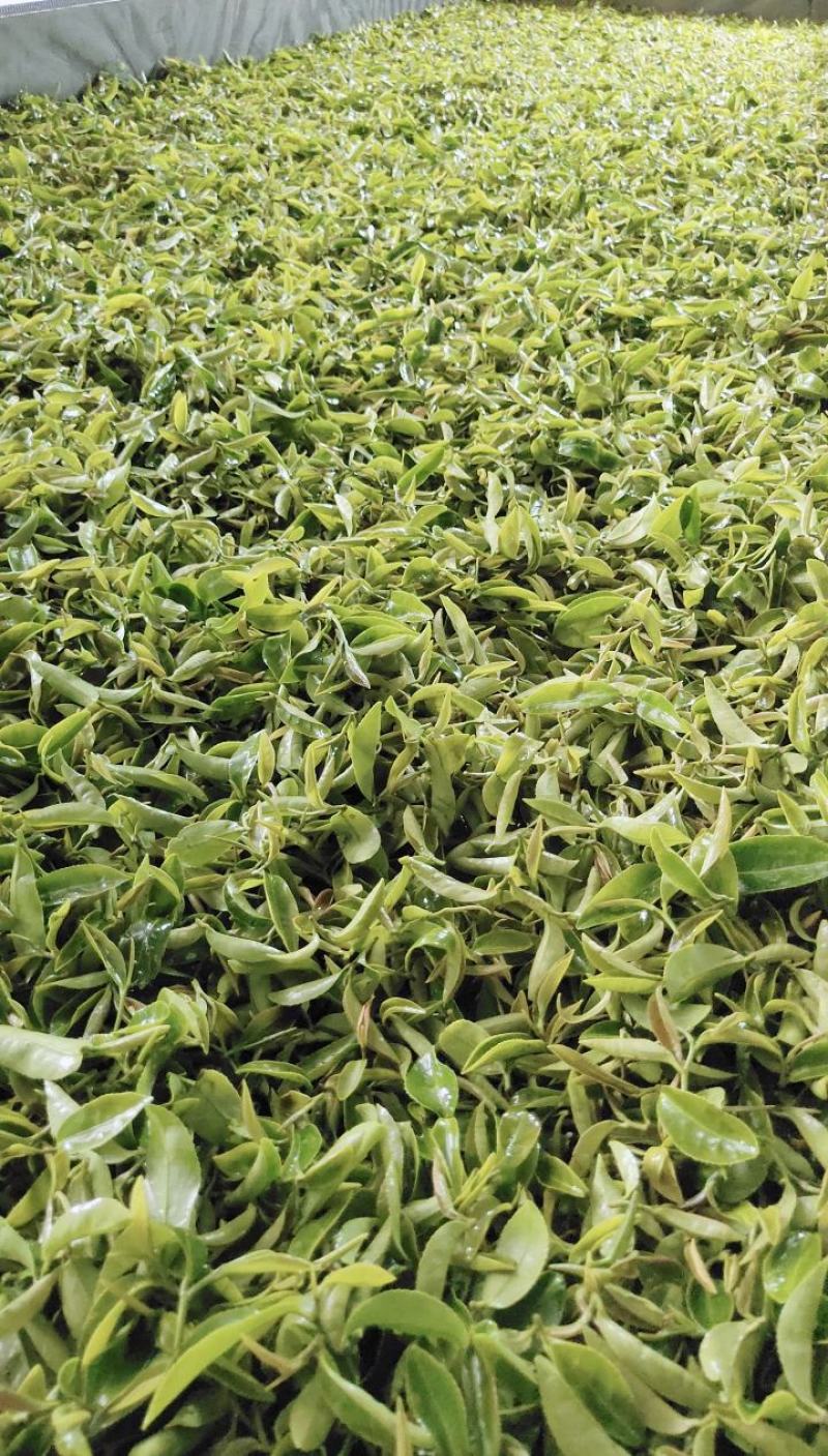 绿茶红茶