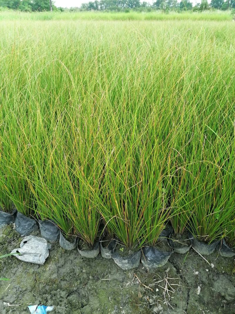 自家苗圃供应苔草基地直销杯苗视频看货保质保