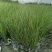 自家苗圃供应苔草基地直销杯苗视频看货保质保